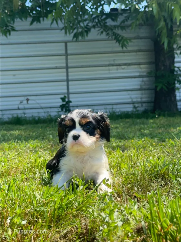 Ivy – Cavalier King Charles Spaniel puppy for sale in Sacramento, CA
