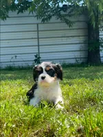 Ivy, a female Cavalier King Charles Spaniel for sale in Sacramento, CA – 1 of 9