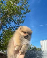 Teddy, a male Pomeranian for sale in Sacramento, CA – Photo 1 of 6