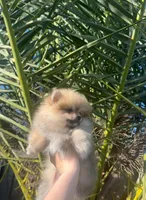 Teddy, a male Pomeranian for sale in Sacramento, CA – Photo 4 of 6