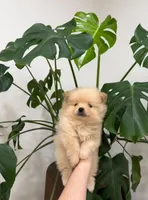 Jamie, a male Pomeranian for sale in Sacramento, CA – Photo 3 of 3