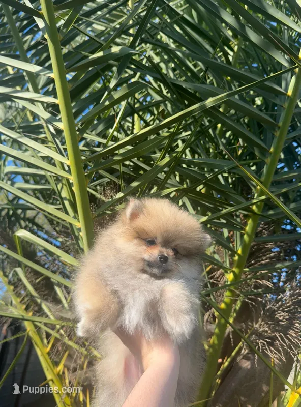 Teddy – Pomeranian puppy for sale in Sacramento, CA