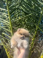 Teddy, a male Pomeranian for sale in Sacramento, CA – Photo 2 of 6