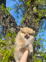 Teddy, a male Pomeranian for sale in Sacramento, CA – Photo 3 of 6