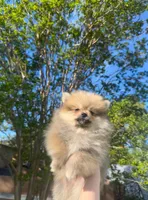 Teddy, a male Pomeranian for sale in Sacramento, CA – Photo 5 of 6