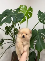 Jamie, a male Pomeranian for sale in Sacramento, CA – Photo 1 of 3