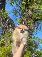 Teddy, a male Pomeranian for sale in Sacramento, CA – Photo 6 of 6