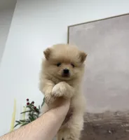 Jamie, a male Pomeranian for sale in Sacramento, CA – Photo 2 of 3