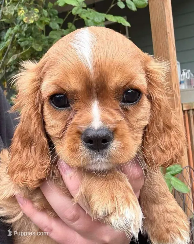 Oliver – Cavalier King Charles Spaniel puppy for sale in Sacramento, CA
