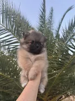 Cookie, a male Pomeranian for sale in Sacramento, CA – 4 of 4