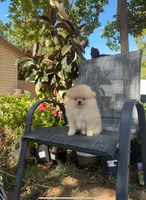 Amir, a male Pomeranian for sale in Sacramento, CA – 2 of 6