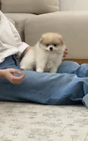Romeo 🌿🏛️, a male Pomeranian for sale in Sacramento, CA – 5 of 8