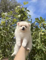 Jane , a female Pomeranian for sale in Sacramento, CA – 5 of 5