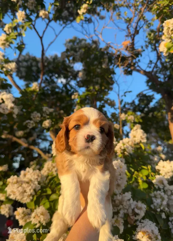 Jack – Cavalier King Charles Spaniel puppy for sale in Sacramento, CA