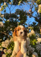 Jack, a male Cavalier King Charles Spaniel for sale in Sacramento, CA – 1 of 2