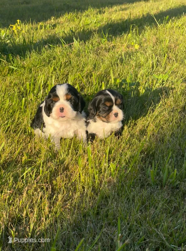 Jamie – Cavalier King Charles Spaniel puppy for sale in Sacramento, CA