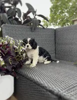 Jamie, a male Cavalier King Charles Spaniel for sale in Sacramento, CA – Photo 2 of 5