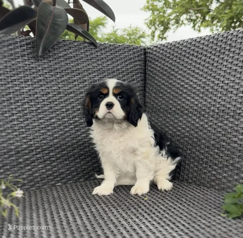 Liam – Cavalier King Charles Spaniel puppy for sale in Sacramento, CA