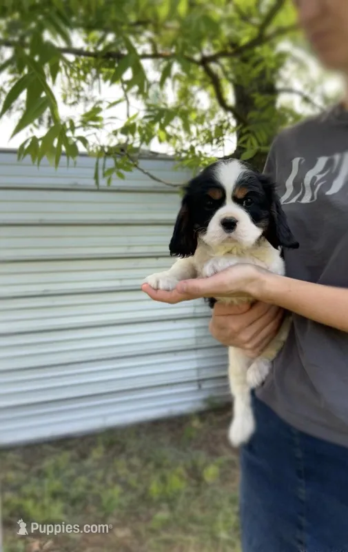 Sky – Cavalier King Charles Spaniel puppy for sale in Sacramento, CA