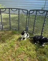 Sky, a male Cavalier King Charles Spaniel for sale in Sacramento, CA – Photo 3 of 5