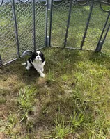 Sky, a male Cavalier King Charles Spaniel for sale in Sacramento, CA – Photo 5 of 5
