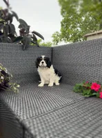Jamie, a male Cavalier King Charles Spaniel for sale in Sacramento, CA – Photo 4 of 5
