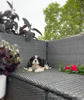 Jamie, a male Cavalier King Charles Spaniel for sale in Sacramento, CA – Photo 3 of 5