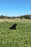 Rocky, a male Cavalier King Charles Spaniel for sale in Sacramento, CA – 5 of 6