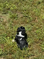 Layla, a female Cavalier King Charles Spaniel for sale in Sacramento, CA – 6 of 9