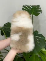 Romeo 🌿🏛️, a male Pomeranian for sale in Sacramento, CA – 3 of 8