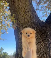 Olivia🩷🌿, a female Pomeranian for sale in Sacramento, CA – 2 of 5
