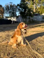 Archie, a male Cavalier King Charles Spaniel for sale in Sacramento, CA – 2 of 2