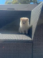 Romeo, a male Pomeranian for sale in Sacramento, CA – 3 of 7