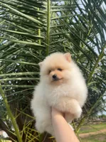 Cookie, a male Pomeranian for sale in Sacramento, CA – 4 of 9