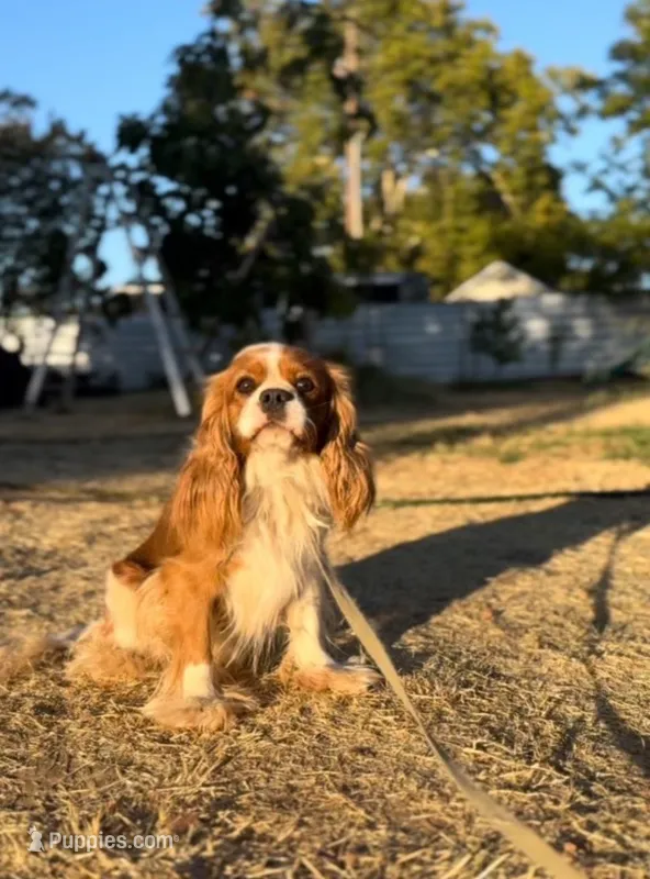 Archie – Cavalier King Charles Spaniel puppy for sale in Sacramento, CA