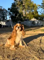 Archie, a male Cavalier King Charles Spaniel for sale in Sacramento, CA – 1 of 2