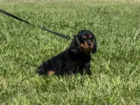 Rocky, a male Cavalier King Charles Spaniel for sale in Sacramento, CA – 3 of 6