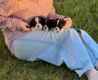 Sky Atlas, a male Cavalier King Charles Spaniel for sale in Sacramento, CA – Photo 2 of 10