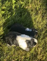 Sky Atlas, a male Cavalier King Charles Spaniel for sale in Sacramento, CA – Photo 6 of 10