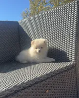 Romeo, a male Pomeranian for sale in Sacramento, CA – 4 of 7