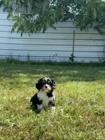 Layla, a female Cavalier King Charles Spaniel for sale in Sacramento, CA – 5 of 9