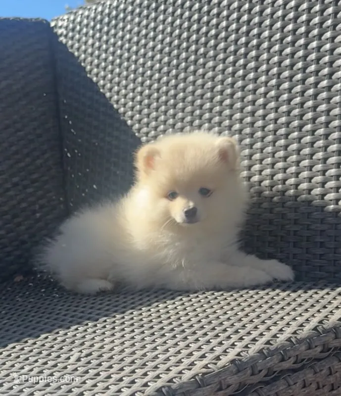 Romeo – Pomeranian puppy for sale in Sacramento, CA