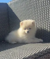 Romeo, a male Pomeranian for sale in Sacramento, CA – 1 of 7