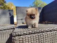 Brandy, a male Pomeranian for sale in Sacramento, CA – 2 of 6