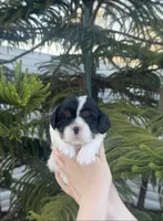 Leila, a female Cavalier King Charles Spaniel for sale in Sacramento, CA – Photo 2 of 7