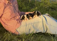 Leila, a female Cavalier King Charles Spaniel for sale in Sacramento, CA – Photo 7 of 7