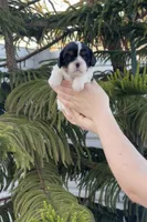 Leila, a female Cavalier King Charles Spaniel for sale in Sacramento, CA – Photo 1 of 7
