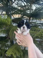 Leila, a female Cavalier King Charles Spaniel for sale in Sacramento, CA – Photo 3 of 7