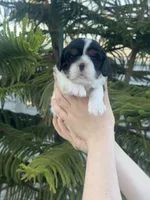 Leila, a female Cavalier King Charles Spaniel for sale in Sacramento, CA – Photo 4 of 7