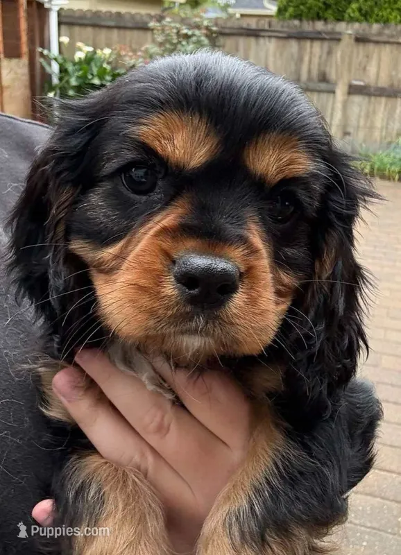 Adrien  – Cavalier King Charles Spaniel puppy for sale in Sacramento, CA